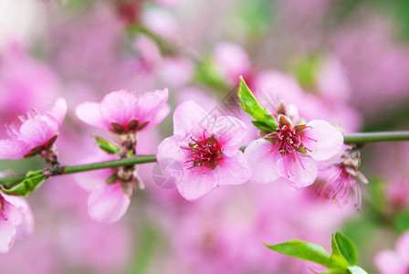 一棵开花的樱桃树图片