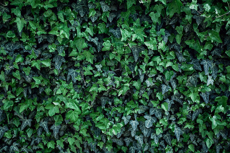 自然绿色常春藤叶子纹理细节在墙壁上的图片