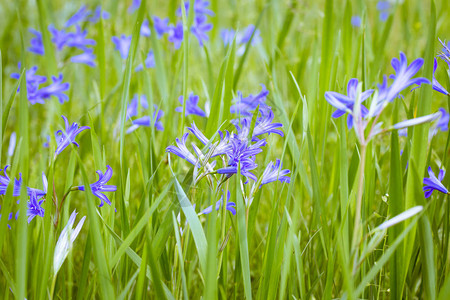 绿草背景上的蓝色野花春天图片
