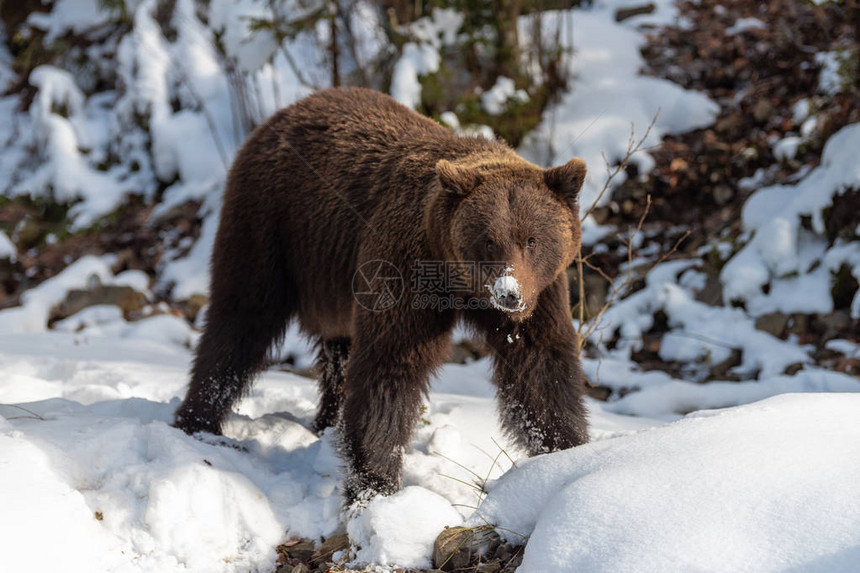 在冬季森林里关闭野生大棕熊图片