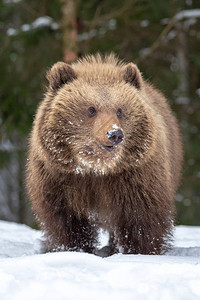 野棕熊幼在冬图片
