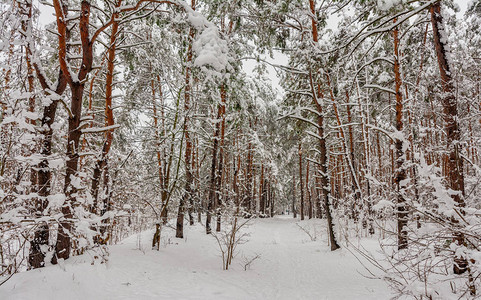 景观自然森林冬天白雪覆盖的森林白图片