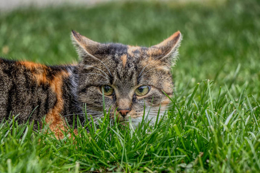 一只叫Liza的可爱家猫躲在草地里等待一些娱乐她的眼睛很漂亮图片