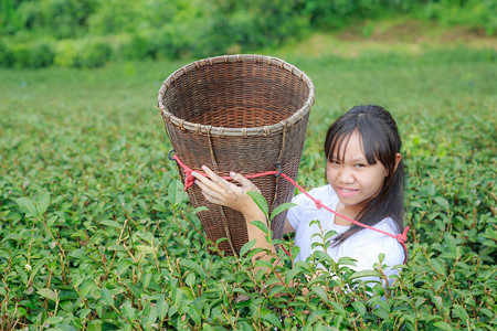 亚洲少女把茶叶放在茶园的篮子图片