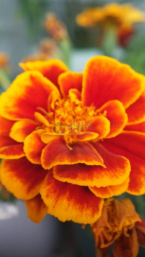 橙色黄色红色花朵的万寿菊花图片
