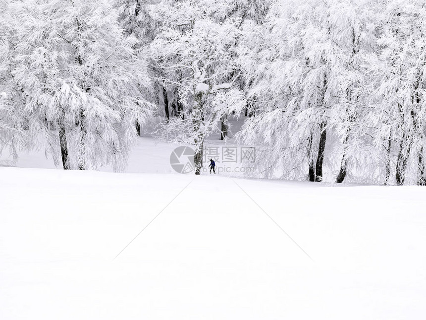 冬天在山上积雪的松树图片