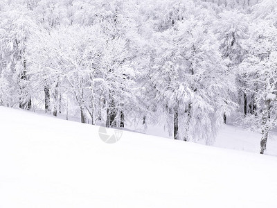 冬天在山上积雪的松树图片