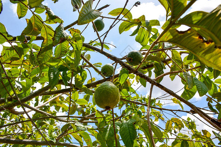 收获季节在巴西农业场的树上挂着绿色果实图片