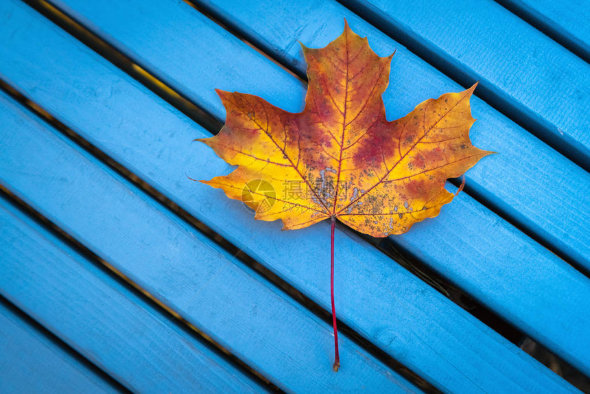秋天在城市公园的秋天蓝木凳背景上有图片