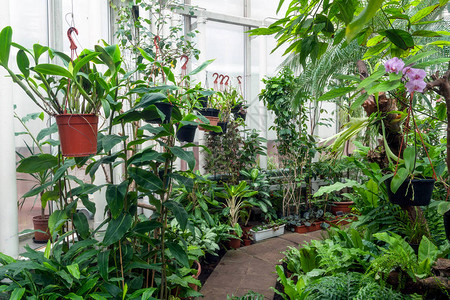 植物绿屋内各种植物和花图片