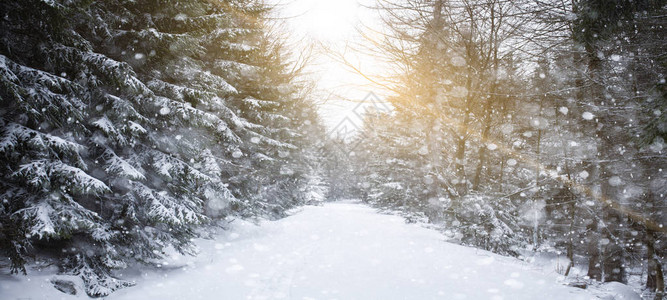 在白雪皑皑的森林里徒步旅行图片