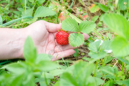 在家里摘花园里种植的草莓手图片