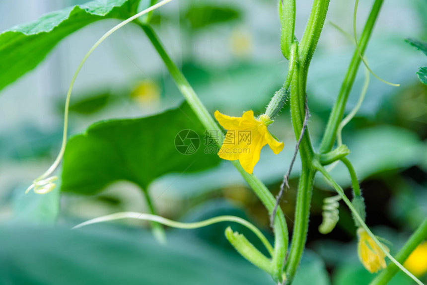 在温室里用花和卷须种植种植蔬菜图片