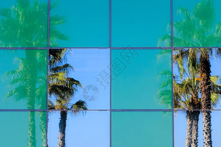 玻璃办公室窗户中的棕榈树倒影图片