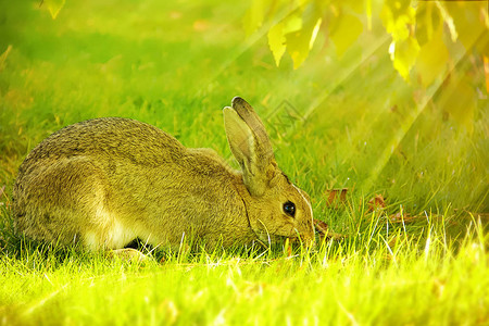 秋天草地上的野兔图片