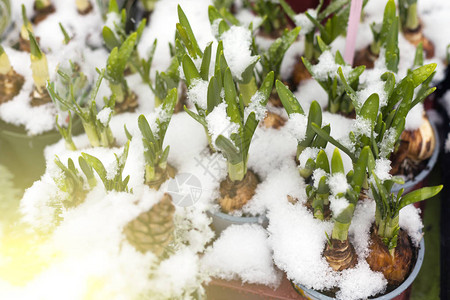 鲜绿青春的自恋和郁金香花在雪下出售在花市上销售图片