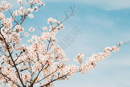 春天樱花有蓝天背景图片