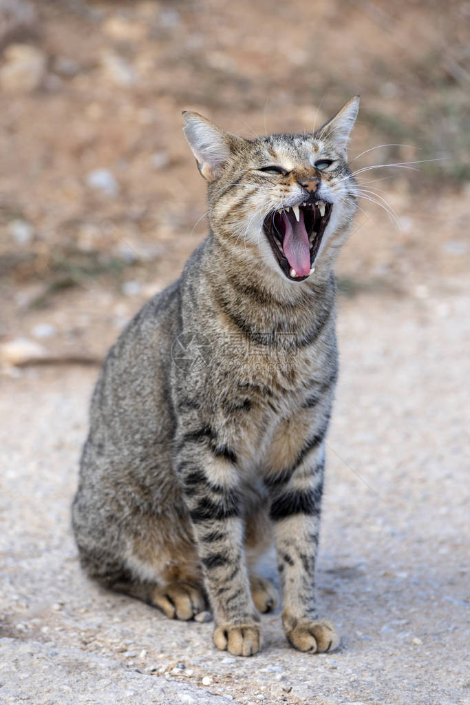 猫张开嘴大地打着哈欠图片