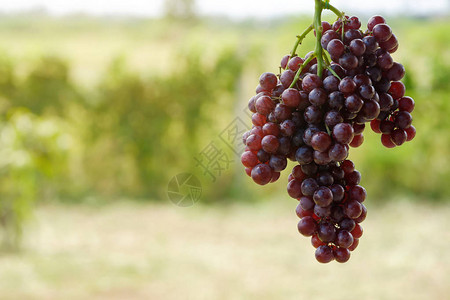 葡萄挂在葡萄园图片