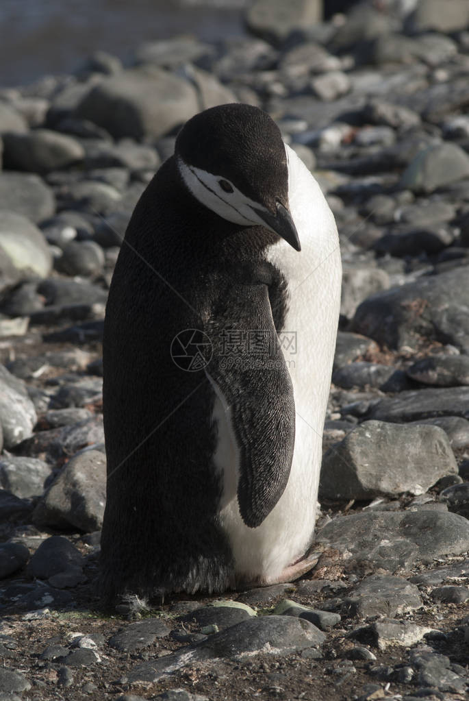 南极洲的帽带企鹅图片