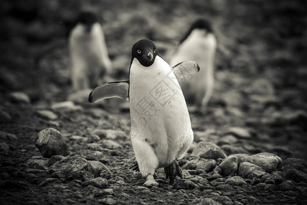 南极洲保莱特岛的阿德利企鹅图片