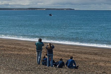 游客观赏鲸鱼从海岸观察图片