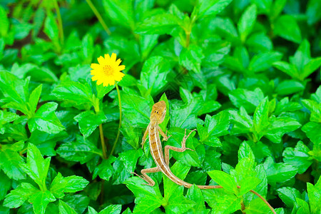 绿色植物顶端的蜥蜴和黄色花朵图片