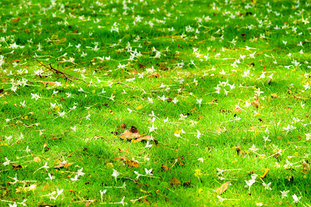 hortensis掉在绿色草园上图片