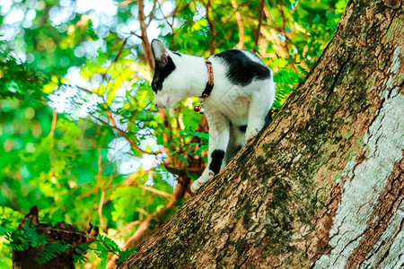 西亚猫爬上树来抓松鼠图片