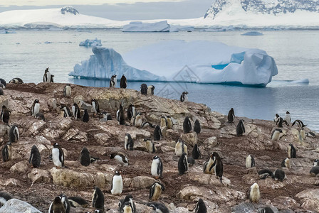 汉波德企鹅南极洲汉娜角上的巴布亚企鹅背景