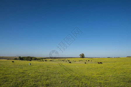 潘帕斯地区的平原景观图片
