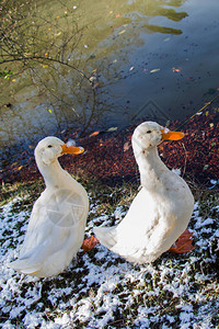 白鸭子在池塘边图片