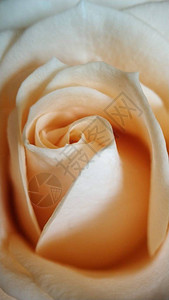 玫瑰花瓣粉红色甜点的详情图片