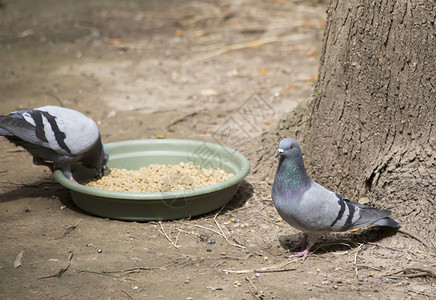 一只从宠物碗里偷食物的鸽子图片