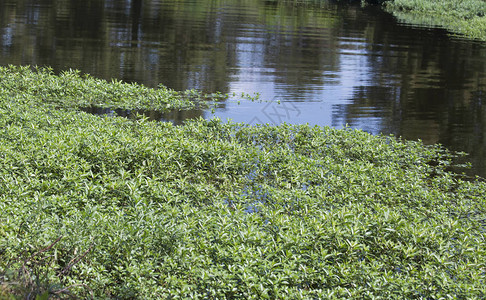 窒息沼泽地的水绿色植物图片