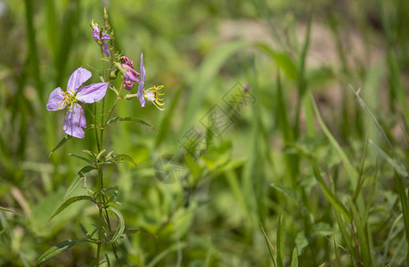 在绿草中生长的紫色野花图片