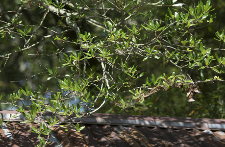 红喉蜂鸟在树叶周围飞来去图片
