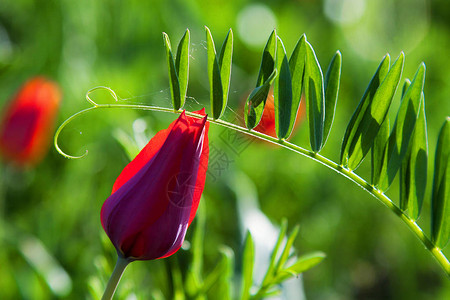 红色山郁金香反对明亮的绿草在清晨的露珠中春天背景社交网络的背景图片