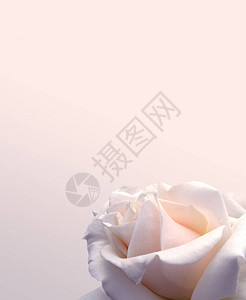 精致的奶油背景和玫瑰完美的背景图片
