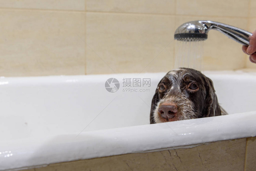Spaniel狗在浴室里洗澡在图片