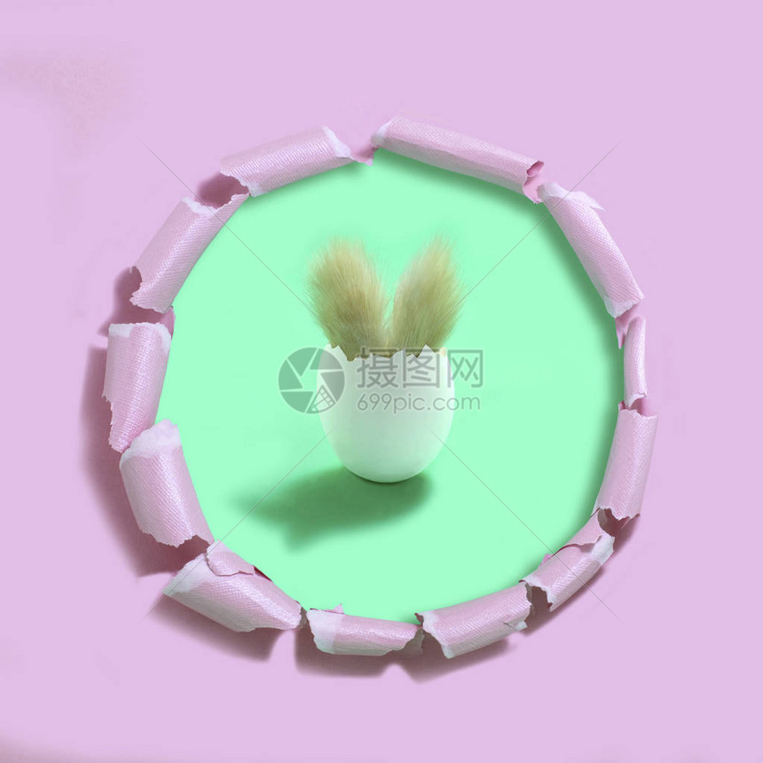在鸡蛋的复活节兔子蛋壳与复活节兔子的蓬松耳朵在破烂的粉红色纸下有孔的绿色背景最小的复图片