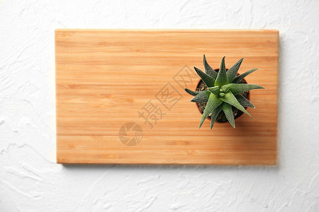 含绿色植物的木板以轻背景为原料在锅里图片