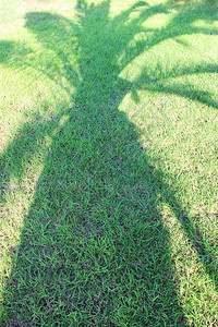 一棵棕榈树的阴影在绿草的图片