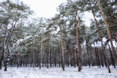 冬日美丽森林的模糊景观图片