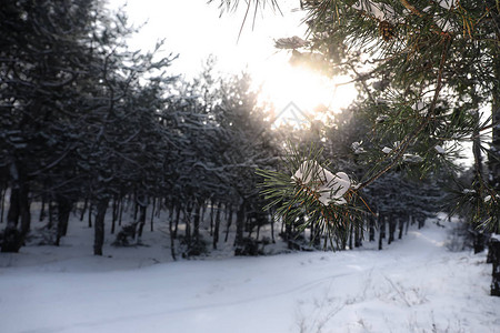 森林中白雪覆盖的美丽松树枝图片