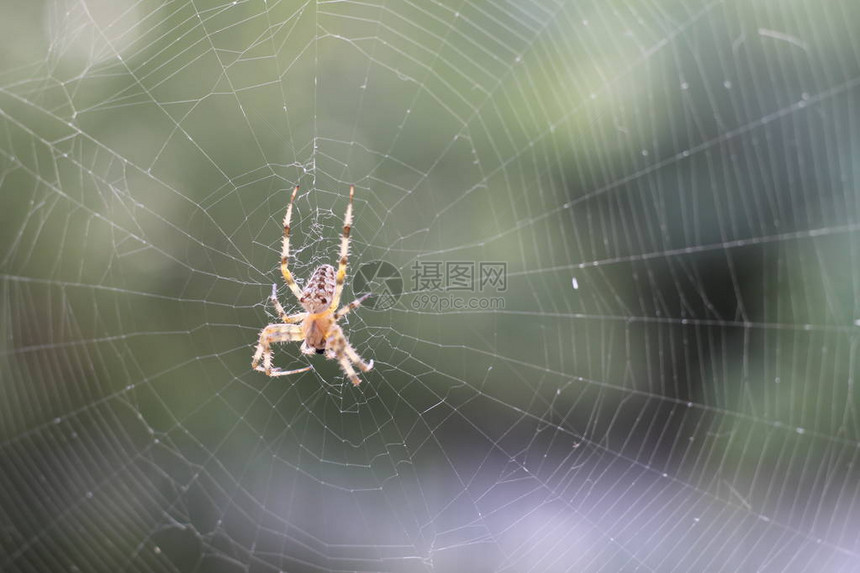 森林中网络上的十字蜘蛛图片