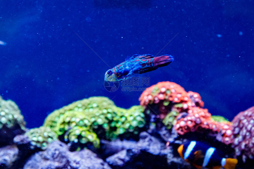 鳜鱼Synchiropusspl图片