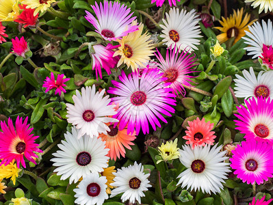 新鲜五颜六色的春天花朵的近景图片