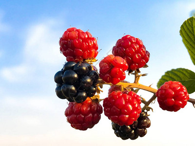有机农业夏季在薄莓中熟和图片