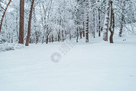 森林中冬季风景下雪林地复图片